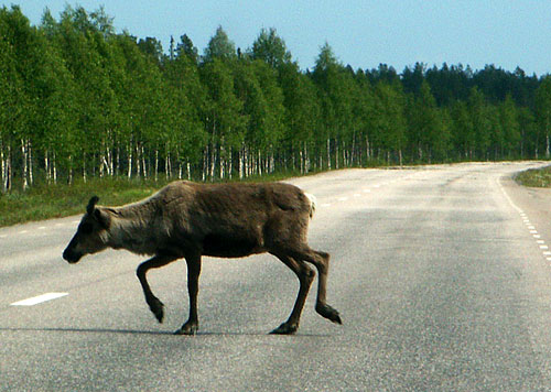 Animals crossing